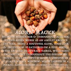 acorn-magick                                                                                                                                                     More Magick Spells, Eclectic Witch, Hedge Witch, Wicca Witchcraft, Pagan Witch, Herbal Magic, Witch Spell, White Witch, Wiccan Spells