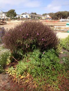 a bush with purple flowers in front of some houses and trees on the other side