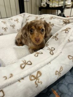 a small brown dog laying on top of a white blanket