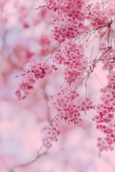 pink flowers are blooming on a tree branch