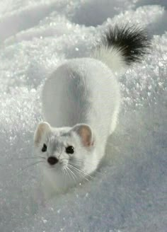 a white ferret running through the snow with it's tail sticking out and eyes wide open