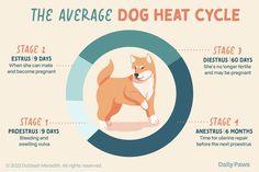 the average dog heat cycle for dogs