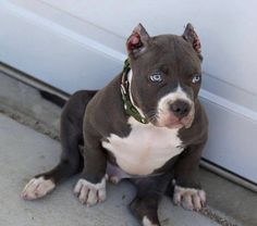 a dog is sitting in front of a door and looking at the camera while wearing a collar