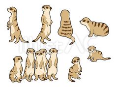 a group of meerkats standing and sitting in different positions on a white background