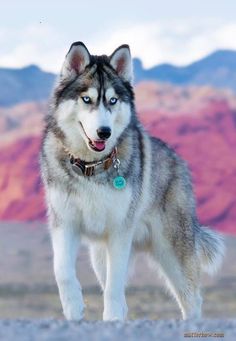 a husky dog with blue eyes standing in the desert