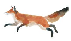 an orange and white fox running across a white background