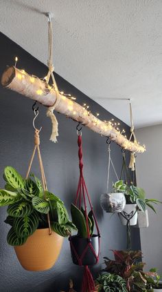 some plants hanging from the ceiling with string lights on them and potted plants in pots