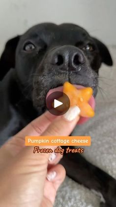 a black dog is chewing on a carrot