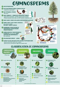 a poster describing the different types of trees