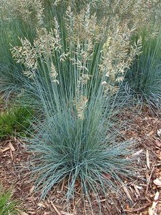 some very pretty plants in the grass