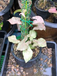 there are many plants in the potted planter on the table and one is green with pink leaves