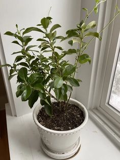 a potted plant sitting on top of a window sill