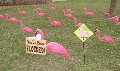 there are many pink flamingos in the yard with a sign that says you've been flocked