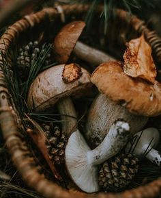 a basket filled with lots of mushrooms and pine cones