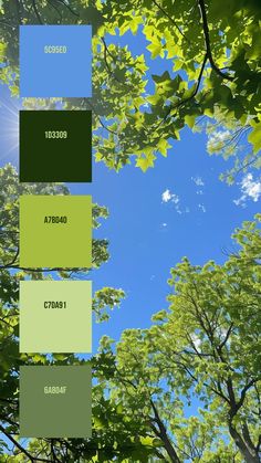 Colors:
5C95E0
1D3309
A7BD40
C7DA91
6A804F Blue Palette Colour Schemes, Blue And Green Palette, Deciduous Forest, Watercolor Food Illustration, Gradient Color Design, Forest Color, Blue Palette, Fluffy Clouds