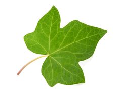 a green leaf on a white background