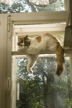 a cat laying on top of a window sill