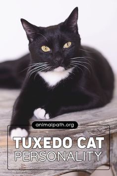 a black and white cat sitting on top of a wooden bench with the caption tuxedo cat personality