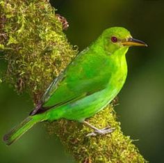 a green bird sitting on top of a moss covered branch