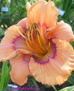 an orange and purple flower with green leaves in the background