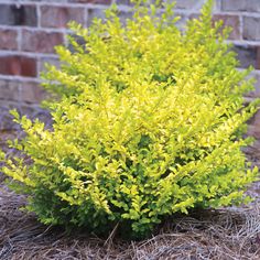 a bush with yellow leaves in front of a brick wall and some straw on the ground