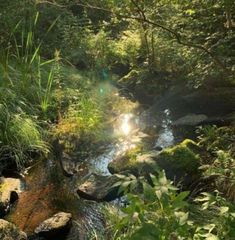 the sun shines brightly through the trees and grass near a small stream in the woods