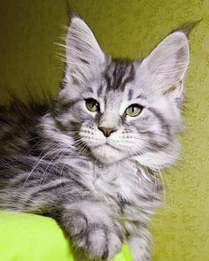 a gray and white kitten sitting on top of a green pillow next to a yellow wall