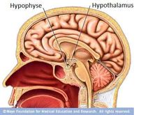 Hypothalamus And Pituitary Gland, Pituitary Gland Tumor, Invisible Disease, Mental Health Stigma, Chemical Imbalance, Pituitary Gland, Nerve Cell, Endocrine System, Growth Hormone