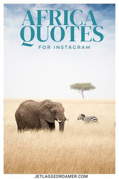 an elephant standing next to a zebra on top of a dry grass field with the words africa quotes for instagram