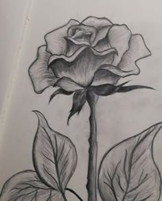 a pencil drawing of a rose with leaves on the bottom and side, in black and white