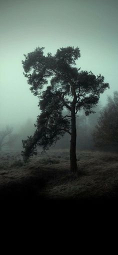 a lone tree in the middle of a foggy field