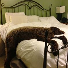 a dog laying on top of a bed with white sheets and pillows, next to a black iron headboard