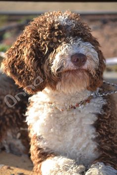 a brown and white dog sitting on top of a dirt ground next to a fence