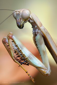 the praying mantissa is an insect with long legs