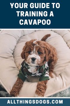 a brown and white dog laying on top of a bed with the title, your guide to training a cavapooo