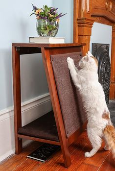 a white and orange cat standing on its hind legs in front of a wooden table