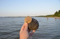 a person holding up a shell in front of the water with other people swimming in the background