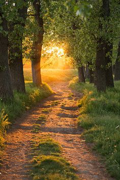 the sun shines through trees on a dirt path