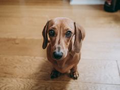 a brown dog sitting on top of a hard wood floor