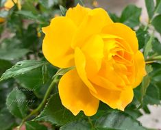 a yellow rose with green leaves in the foreground