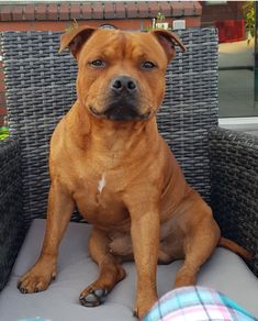 a large brown dog sitting on top of a chair