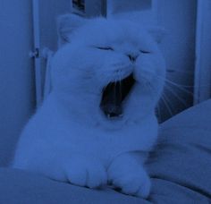 a white cat yawns while sitting on a bed with its mouth wide open