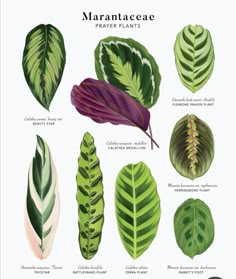 different types of leaves on a white background with the words, marantaaeeae