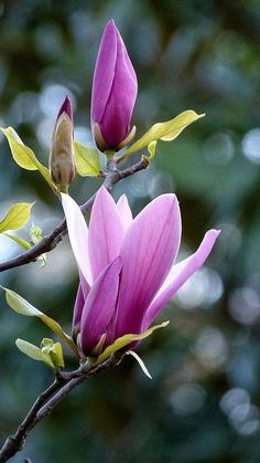 two purple flowers blooming on a tree branch