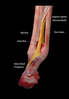 the bones of the lower limb and upper limb are shown in this image, with labels on