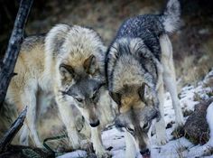 two gray wolfs standing next to each other in the snow