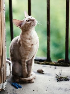 a cat sitting on the ground next to a gate and looking up at something in the air