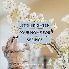 a cat looking up at a flowering tree with the words let's brighten your home for spring