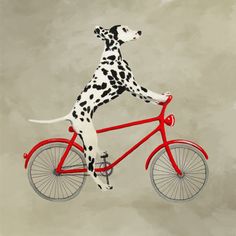 a dalmatian dog riding a red bicycle with black spots on it's body