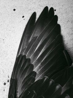 a black and white photo of a bird's wing